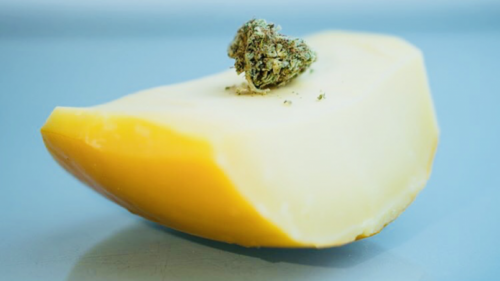 Cannabis cheddar cheese with marijuana buds on top