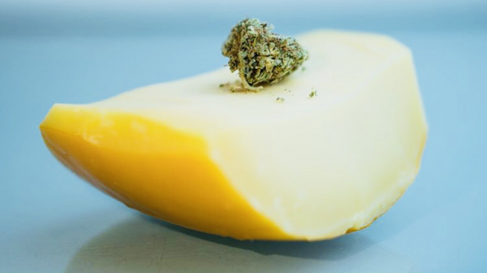 Cheddar cheese with cannabis buds on top