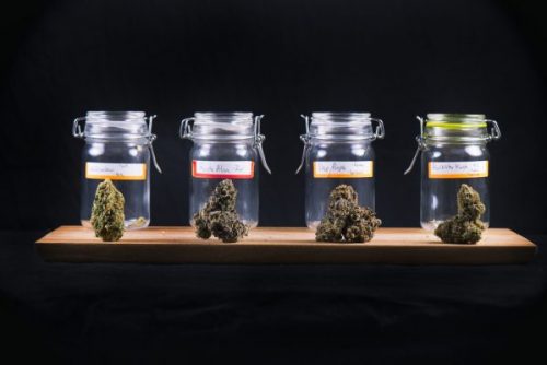 Different cannabis strain in mason jars for weed edibles