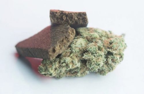 Hash brick with cannabis buds to make hash oil