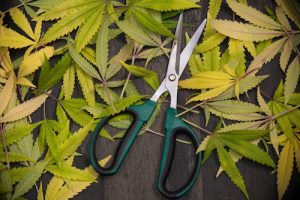 cannabis trim