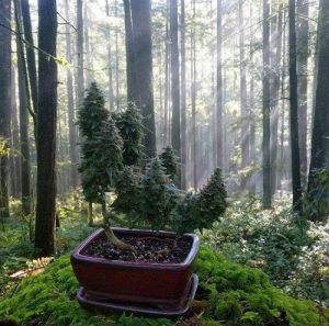 Growing a Cannabis bonsai tree