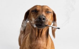 Dog smoking joint