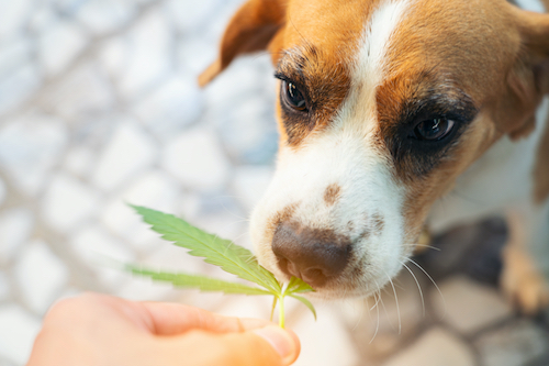 How THC affects animals