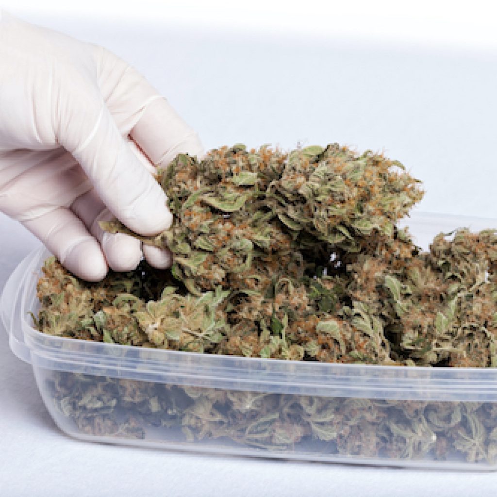 airtight cannabis container to prevent mold. 