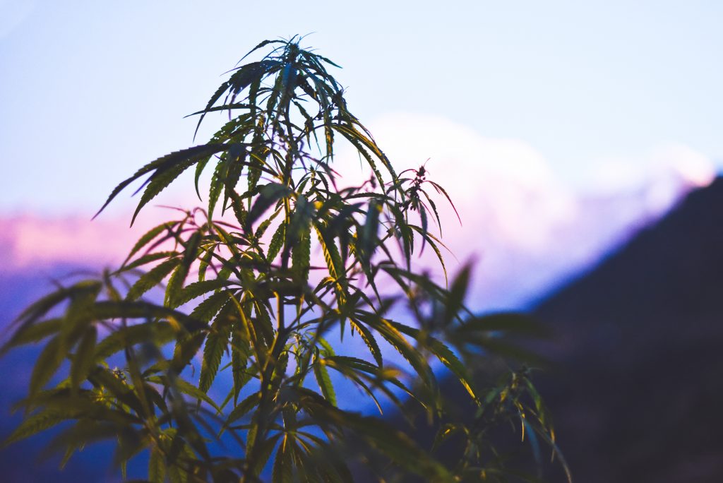 cannabis growing near mountains