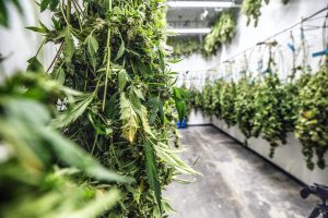 cannabis stalks hang drying