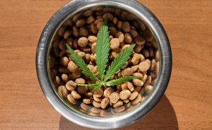 bowl of cbd oil dog food