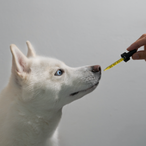 CBD Oil for dogs, CBD for pets, CBD for dogs 