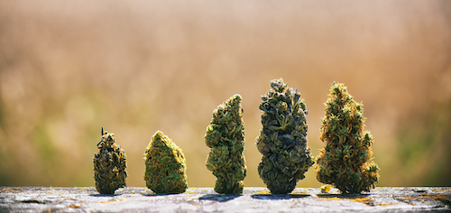 popular weed strains standing in a row.