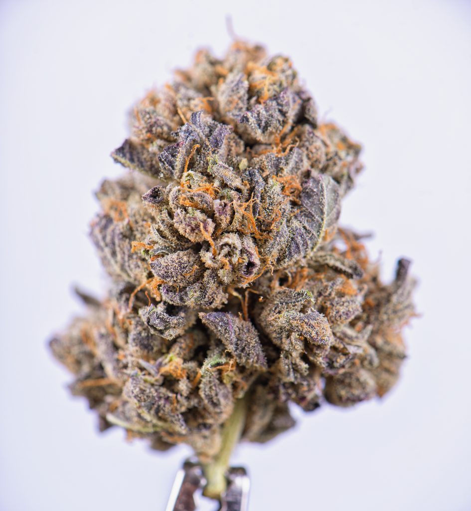 closeup of a weed strain