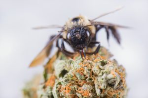 bee on cannabis plant