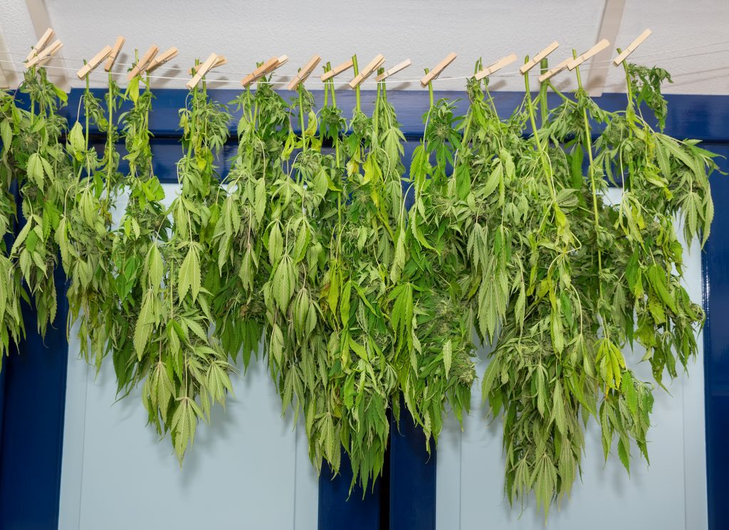 weed plants hanging from wall to dry