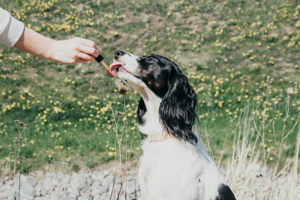 dog taking cbd oil