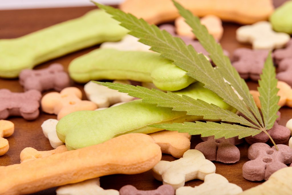 cbd pet treats collections