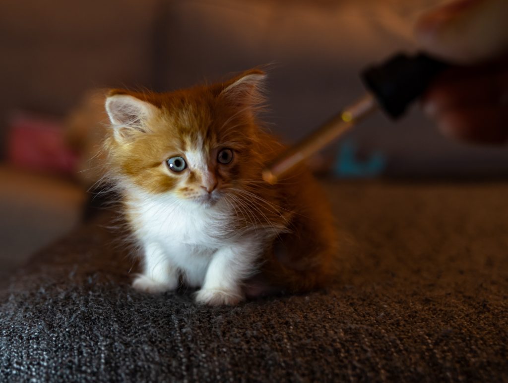 kitten taking cbd dropper