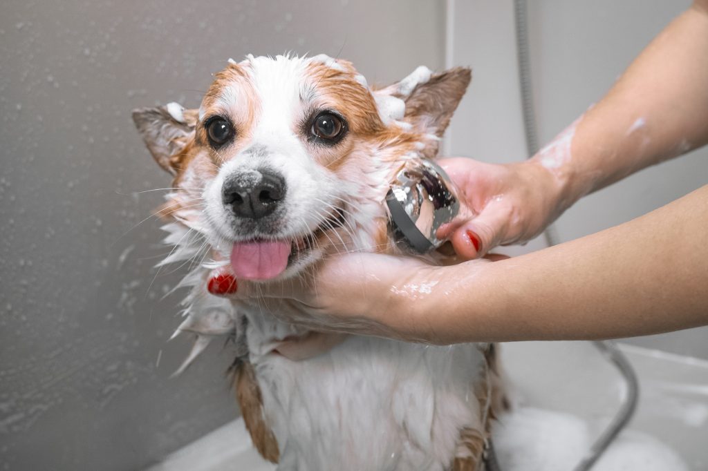 dog getting cbd shampoo