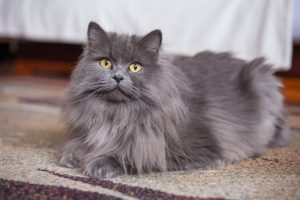 fluffy-grey-cat