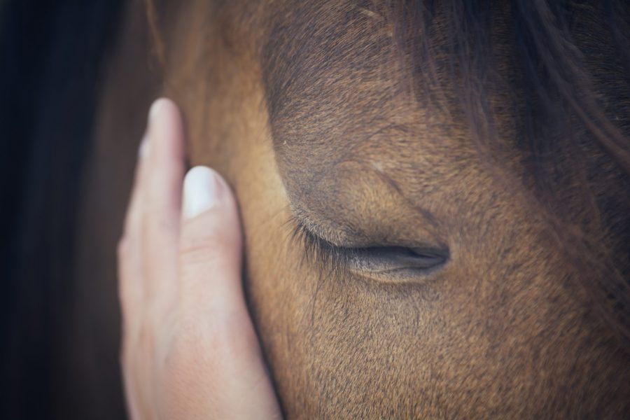 happy horse cbd oil