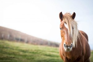 healthy horse cbd oil