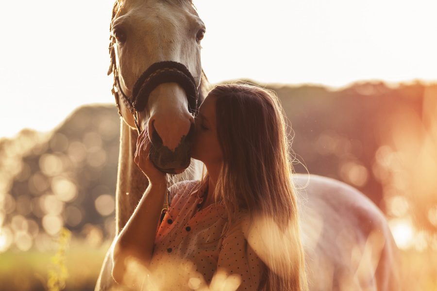 horse cbd oil uses