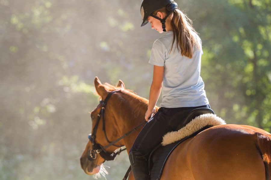 horses and cbd oil