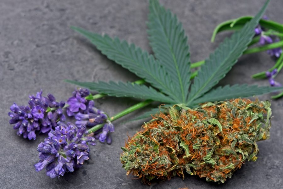 linalool-terpenes-cannabis