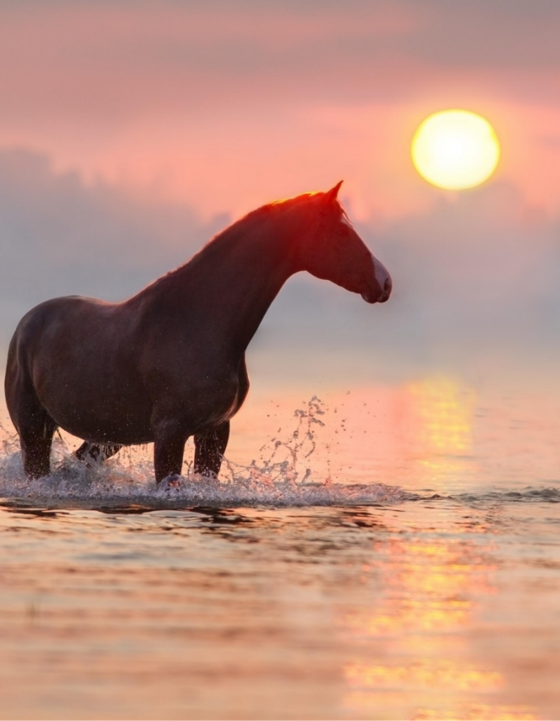 cannabis-for-horses