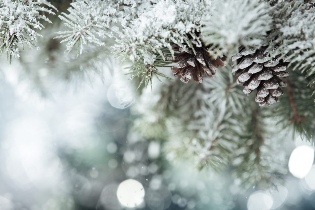 snowy tree