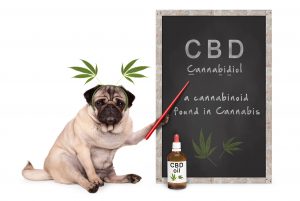 cbd-dog