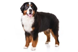 bernese-mountain-dog-cbd